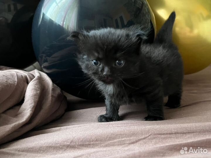 Британская кошка