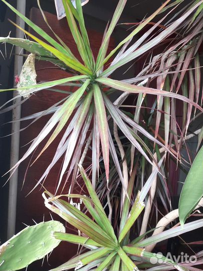 Драцена пальма