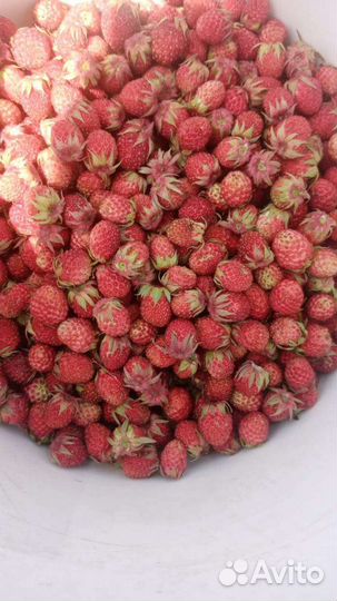 Земляника Клубника Малина