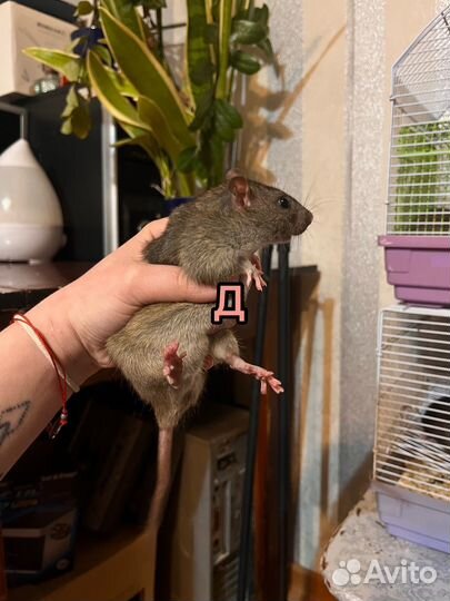 Крыса крысята крыски
