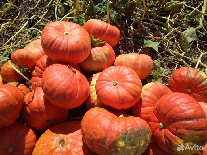 Тыква оптом
