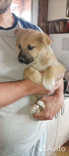 Щенки метисы лайки