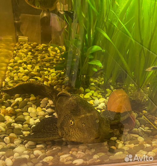 Сом птеригоплихт