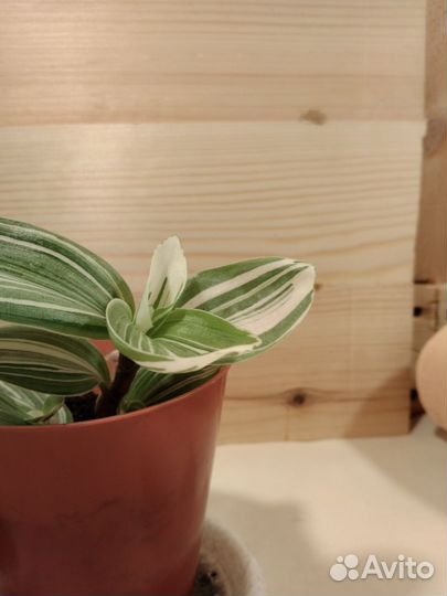 Традесканция