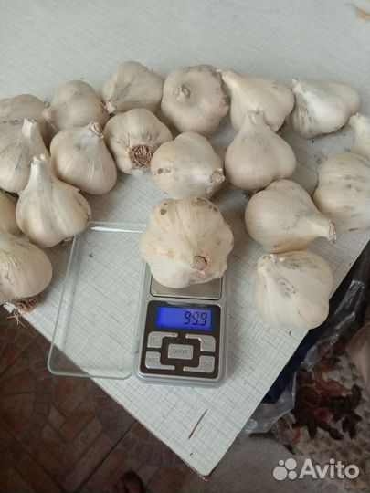 Чеснок