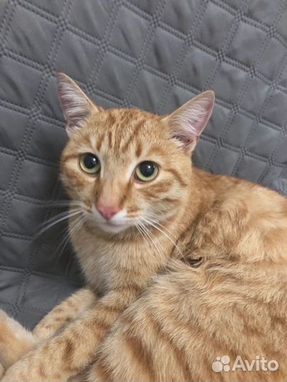 Кот в добрые руки