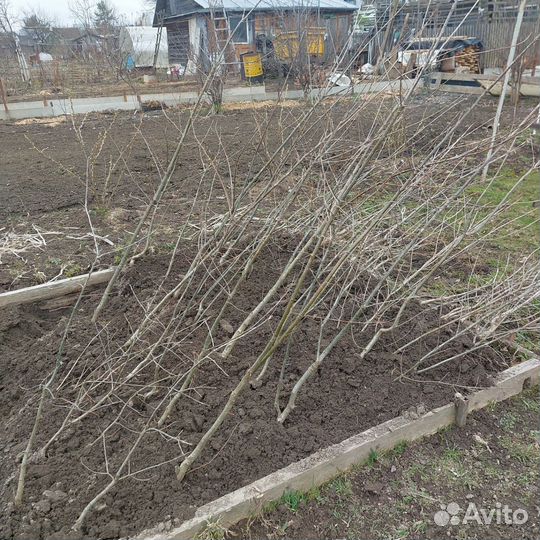 Саженцы дуба