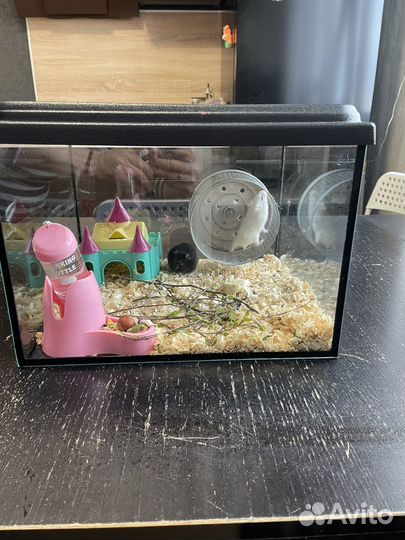 Хомяки джунгарики с аквариумом