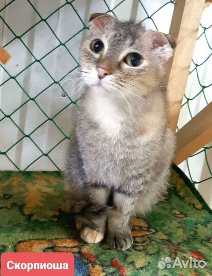 Левкой браш