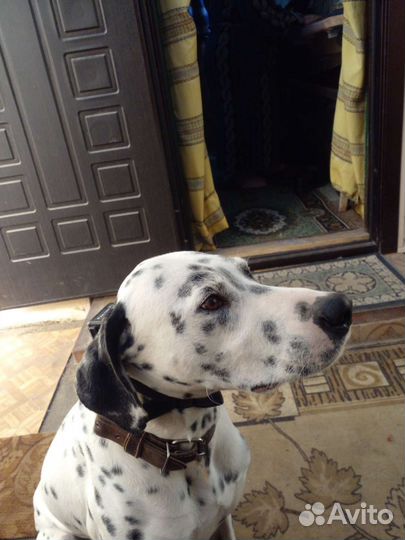 Долматинец