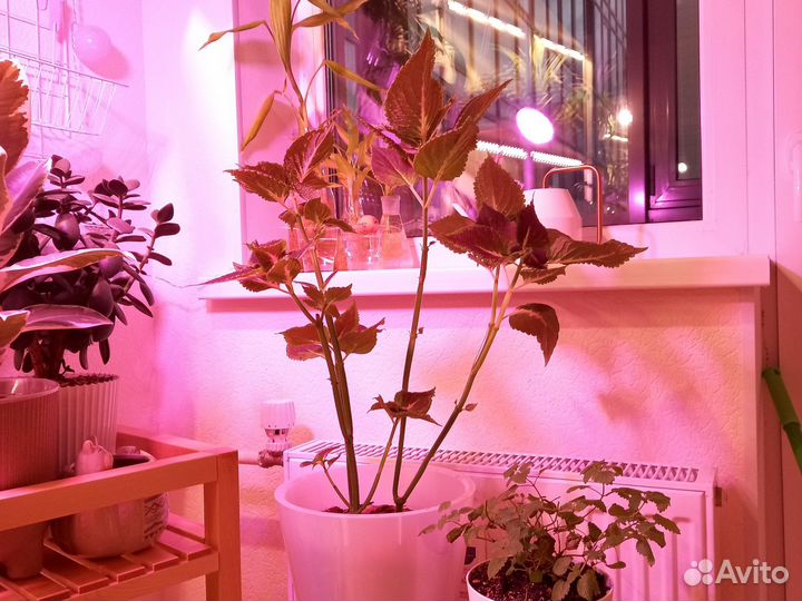 Колеус взрослое растение