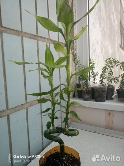 Бамбук Лаки (спираль)