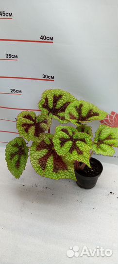 Бегония Рекс микс