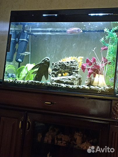 Аквариум с принадлежностями и рыбками