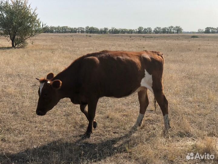 Телки стельные