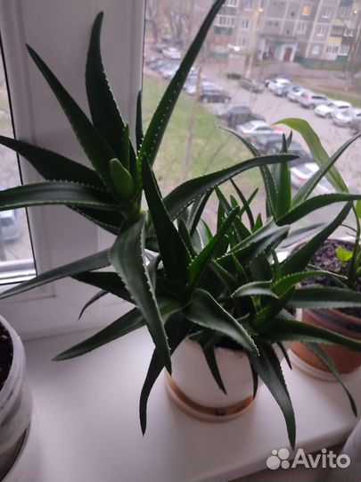 Алоэ лечебный