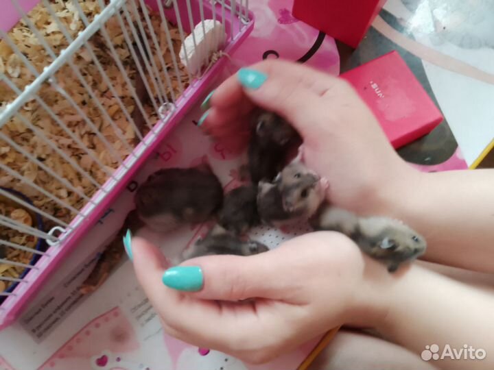 Джунгарский хомяк