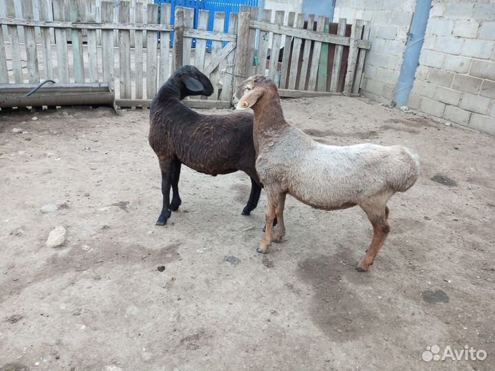Курдючные бараны