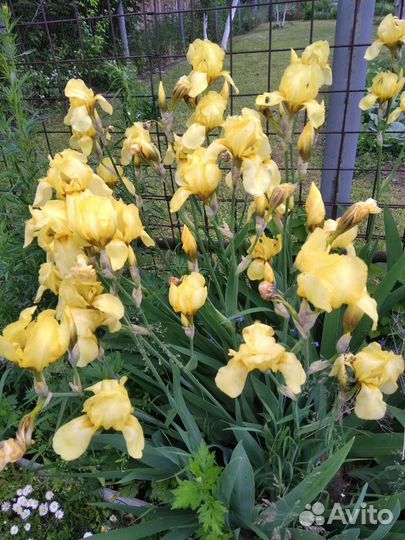 Саженцы и рассада цветов