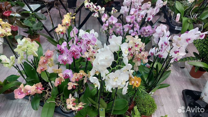 Орхидеи фалеонопсис цветущие