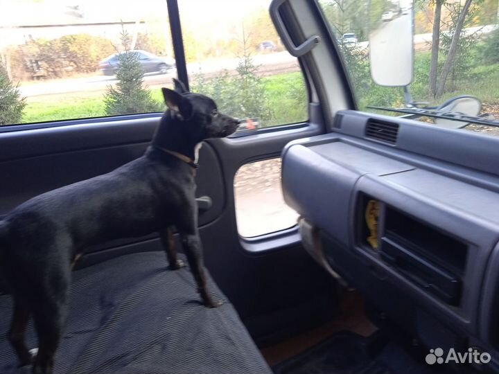 Отдам в добрые руки