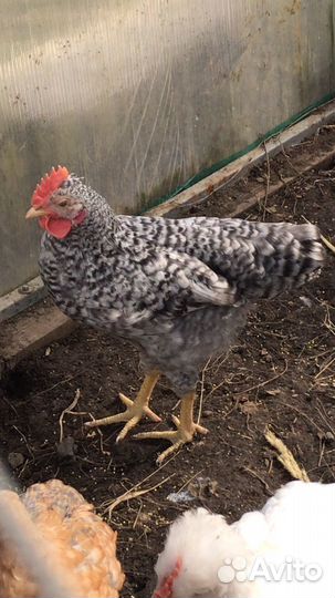 Куры несушки продам