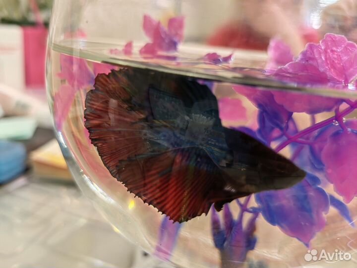 Рыбка петушок самец