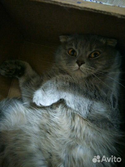 Передержка животных