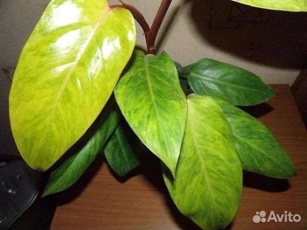 Филодендрон Медуза