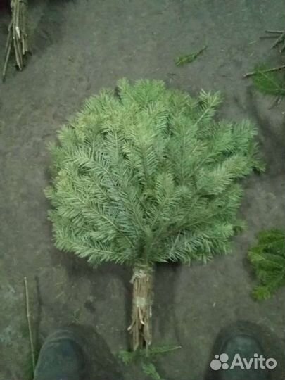 Пихтовое масло