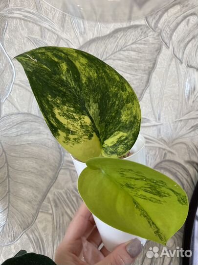 Сциндапсус жаде сатин вариегатный