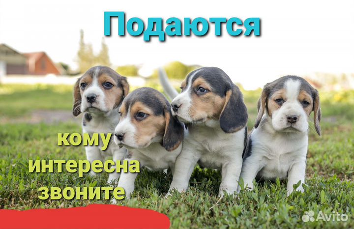 Щенки бигль