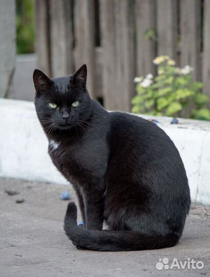 Кот Тишка ищет дом