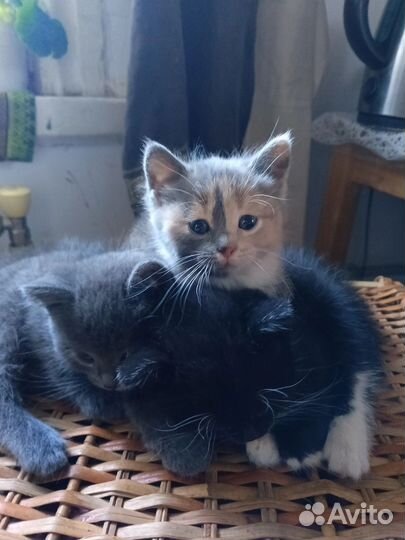 Котята (мышеловы) в добрые руки