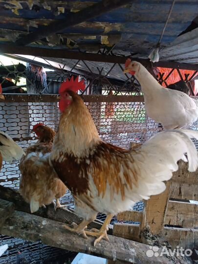 Петух на племя