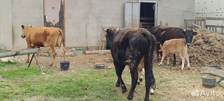Коровы