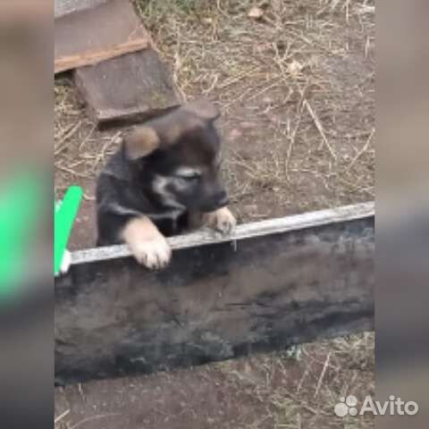 Отдам в добрые руки