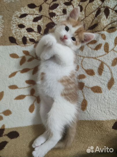 Бело-рыжий котенок, мальчик