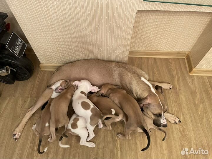 Щенки стаффорда