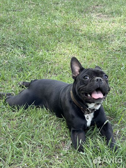 Французский бульдог вязка
