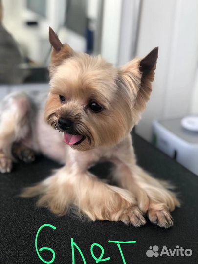 Кабели 3 г и 6 лет, вязка. Случка