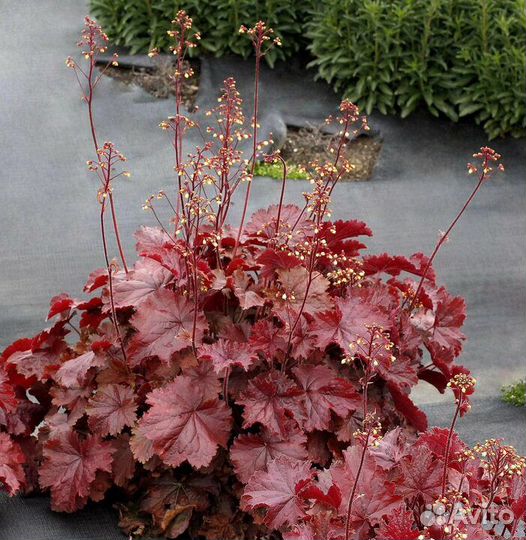 Саженцы магонии падуболистной и гейхер