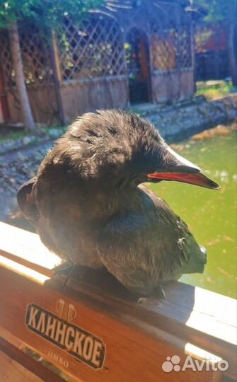 Самые ручные птенцы