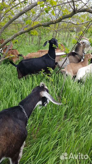 Козье молоко