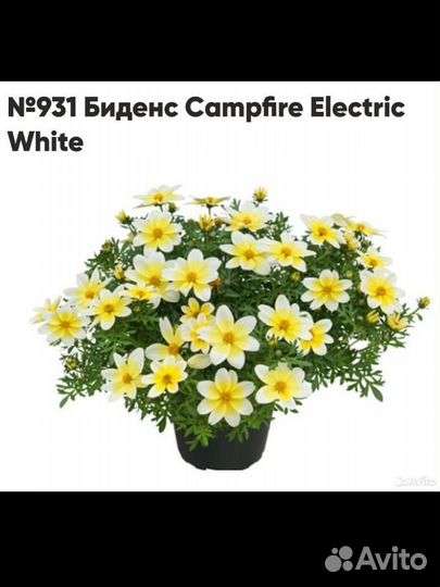 Гвоздика.Биденс