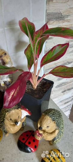 Сортовые аглаонемы