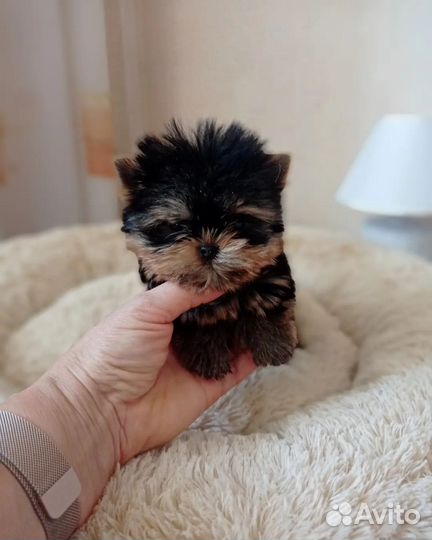 Йоркширский терьер(мини)