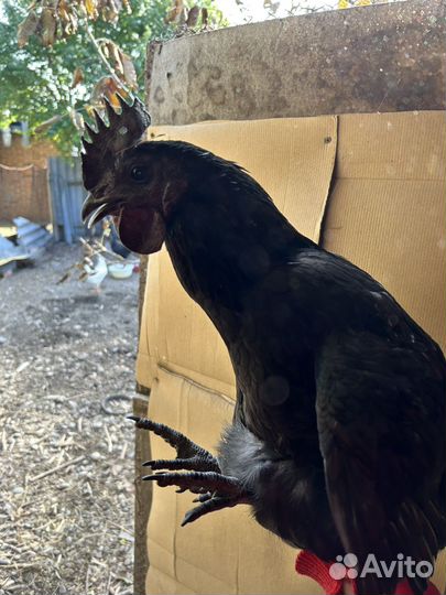 Петух ухейилюй