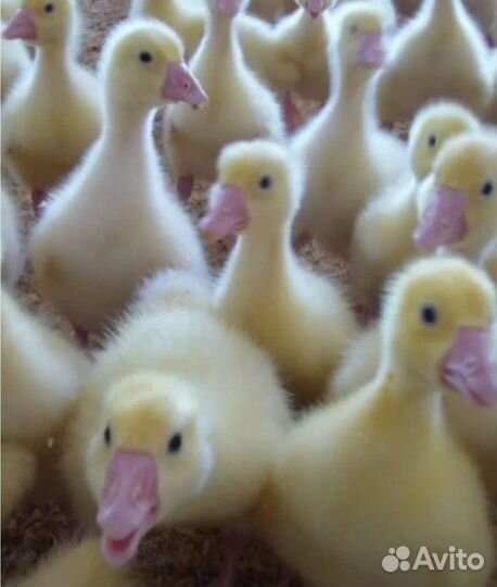 Утки,Мулард, Куры