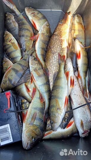 Рыбалка с гидом